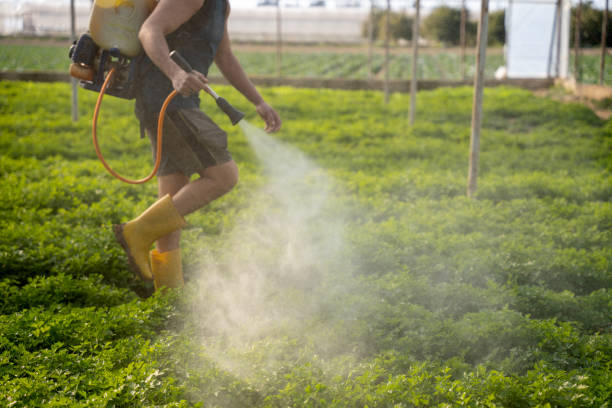 Best Best Pest Control Companies  in Collinsville, VA