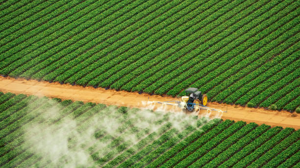 Best Ant Control Services  in Collinsville, VA