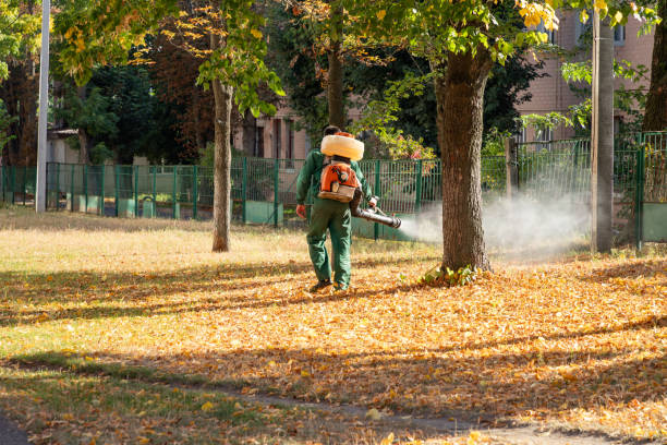 Reliable Collinsville, VA Pest Control Solutions
