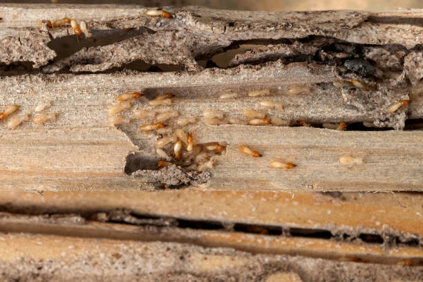 Best Wildlife Control Services  in Collinsville, VA