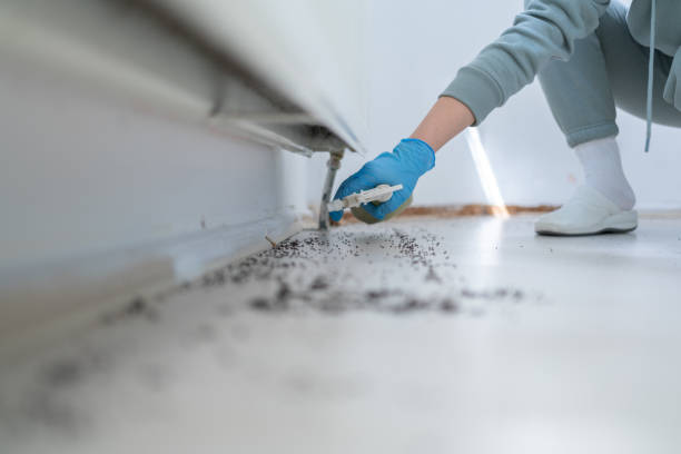 Best Termite Control Services  in Collinsville, VA
