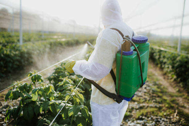 Best Affordable Pest Control Services  in Collinsville, VA